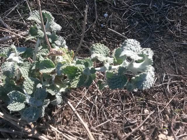 Marrubium vulgare